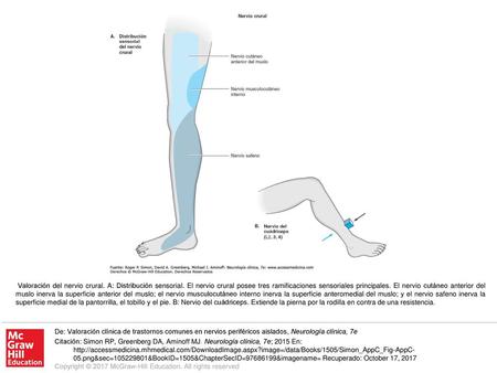 Valoración del nervio crural. A: Distribución sensorial