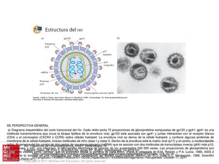 a) Diagrama esquemático del corte transversal del hiv