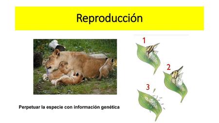 Perpetuar la especie con información genética