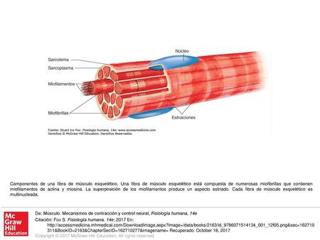 Componentes de una fibra de músculo esquelético