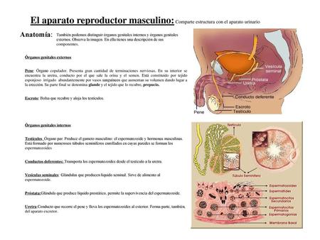 El aparato reproductor masculino: Comparte estructura con el aparato urinario Anatomía: También podemos distinguir órganos genitales internos y órganos.