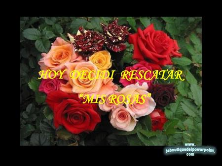 HOY DECIDI RESCATAR “MIS ROSAS”.