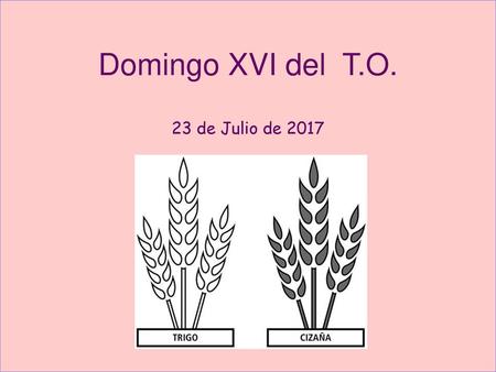 Domingo XVI del T.O. 23 de Julio de 2017