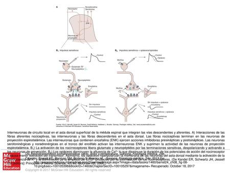 Interneuronas de circuito local en el asta dorsal superficial de la médula espinal que integran las vías descendentes y aferentes. A) Interacciones de.