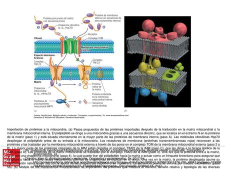 Importación de proteínas a la mitocondria