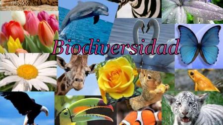 ¿QUE ES LA BIODIVERSIDAD?