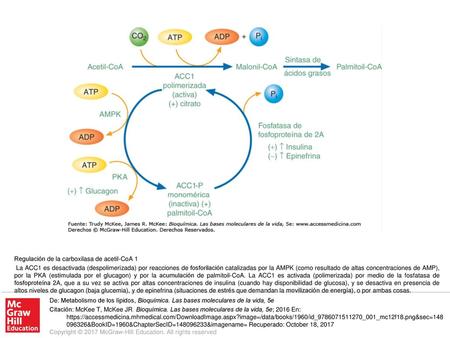 La ACC1 es desactivada (despolimerizada) por reacciones de fosforilación catalizadas por la AMPK (como resultado de altas concentraciones de AMP), por.