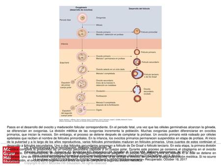 Pasos en el desarrollo del ovocito y maduración folicular correspondiente. En el periodo fetal, una vez que las células germinativas alcanzan la gónada,