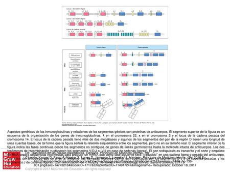 Aspectos genéticos de las inmunoglobulinas y relaciones de los segmentos génicos con proteínas de anticuerpos. El segmento superior de la figura es un.