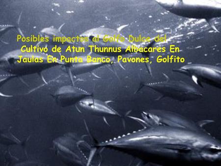 Posibles impactos al Golfo Dulce del