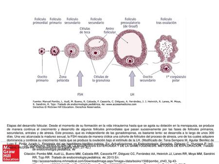 Etapas del desarrollo folicular