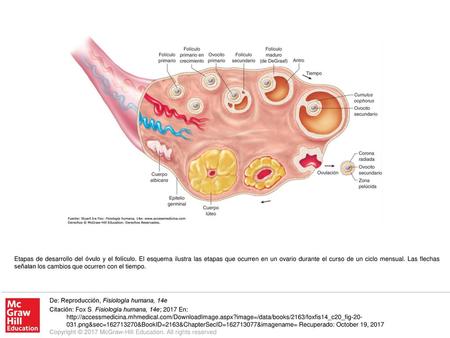 Etapas de desarrollo del óvulo y el folículo