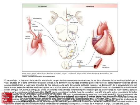 El barorreflejo. Un descenso de la presión arterial quita carga a los barorreceptores (terminaciones de las fibras aferentes de los nervios glosofaríngeo.