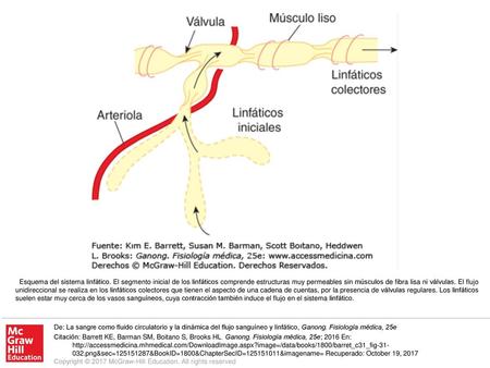 Esquema del sistema linfático