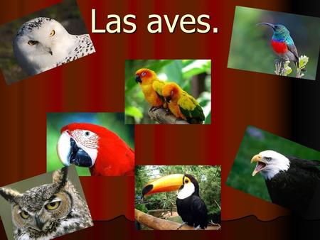 Las aves..
