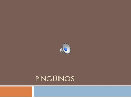 Pingüinos.