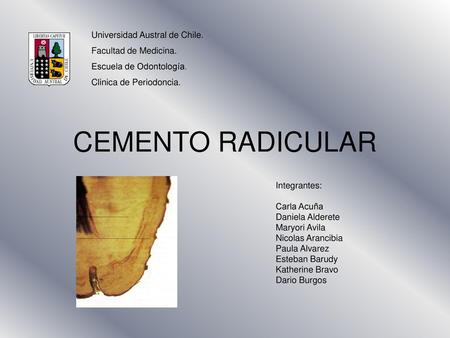 CEMENTO RADICULAR Universidad Austral de Chile. Facultad de Medicina.