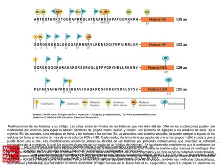 Modificaciones de las histonas y su código