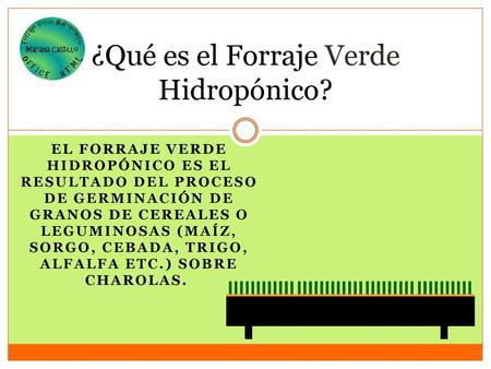 ¿Qué es el Forraje Verde Hidropónico?