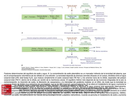 Factores determinantes del equilibrio de sodio y agua. A