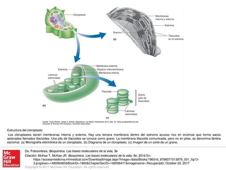 Los cloroplastos tienen membranas interna y externa