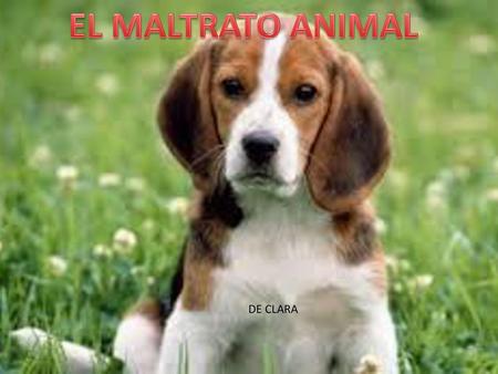EL MALTRATO ANIMAL DE CLARA.
