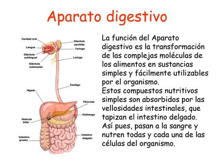 Aparato digestivo La función del Aparato digestivo es la transformación de las complejas moléculas de los alimentos en sustancias simples y fácilmente.