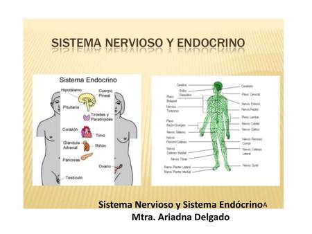 Sistema Nervioso y Sistema Endócrino