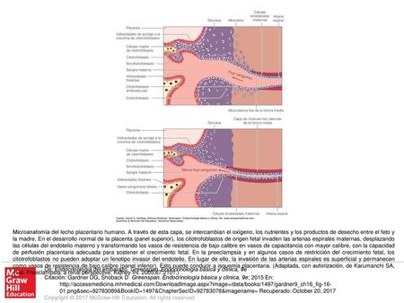 Microanatomía del lecho placentario humano