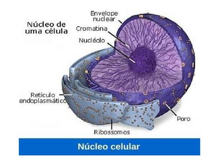 Ciclo celular y división