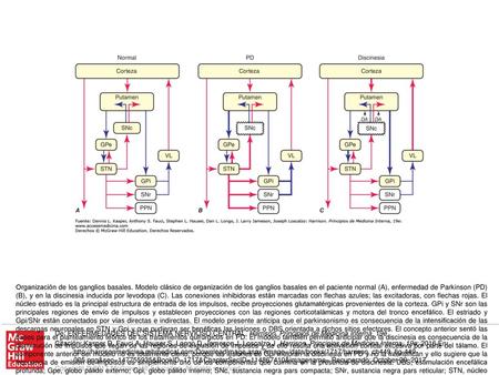 Organización de los ganglios basales