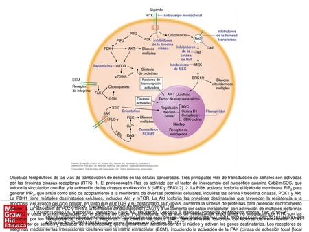 Objetivos terapéuticos de las vías de transducción de señales en las células cancerosas. Tres principales vías de transducción de señales son activadas.