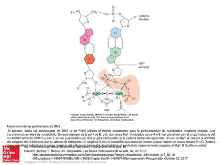 Al parecer, todas las polimerasas de DNA (y de RNA) utilizan el mismo mecanismo para la polimerización de nucleótidos mediante moldes: una transferencia.