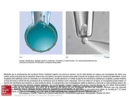 Medición de la conductancia del conducto iónico mediante registro con pinza en parche. (a) En esta técnica se coloca una micropipeta de vidrio muy pulida.