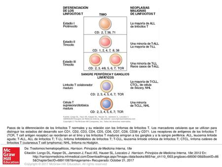 Pasos de la diferenciación de los linfocitos T normales y su relación con los linfomas de linfocitos T. Los marcadores celulares que se utilizan para distinguir.
