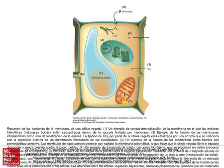 Resumen de las funciones de la membrana de una célula vegetal