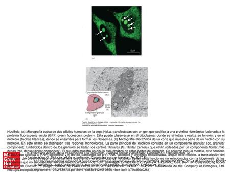 Nucléolo. (a) Micrografía óptica de dos células humanas de la cepa HeLa, transfectadas con un gen que codifica a una proteína ribosómica fusionada a la.