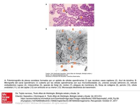 A. Fotomicrografía de plexos coroideos formados por un epitelio de células ependimarias (1) que recubren vasos capilares (2). Azul de toluidina. B. Micrografía.
