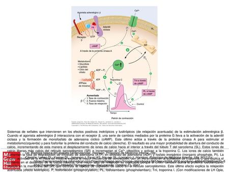 Sistemas de señales que intervienen en los efectos positivos inotrópicos y lusitrópicos (de relajación acentuada) de la estimulación adrenérgica β. Cuando.