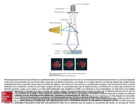 Microscopia de fluorescencia confocal con exploración láser