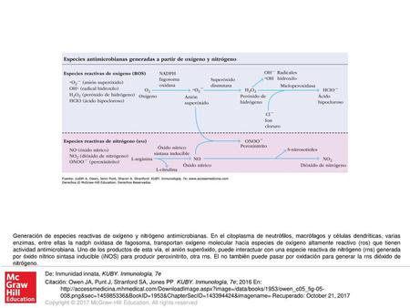 Generación de especies reactivas de oxígeno y nitrógeno antimicrobianas. En el citoplasma de neutrófilos, macrófagos y células dendríticas, varias enzimas,