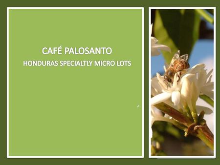 HONDURAS SPECIALTLY MICRO LOTS
