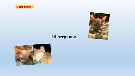 El gato esfinge… 10 preguntas….