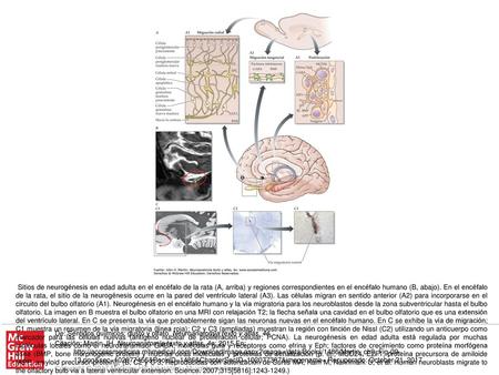 Sitios de neurogénesis en edad adulta en el encéfalo de la rata (A, arriba) y regiones correspondientes en el encéfalo humano (B, abajo). En el encéfalo.