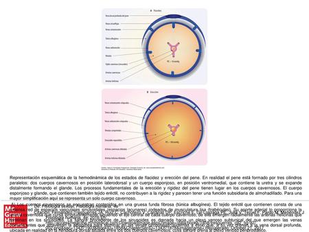En el cuerpo esponjoso y glande del pene, así como el clítoris se producen fenómenos de vasodilatación similares aunque, al carecer de una túnica albugínea.