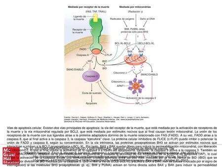 Vías de apoptosis celular