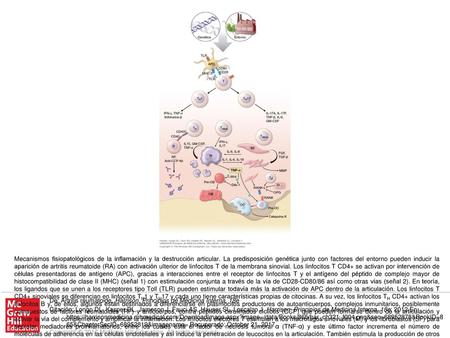 Mecanismos fisiopatológicos de la inflamación y la destrucción articular. La predisposición genética junto con factores del entorno pueden inducir la aparición.