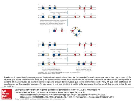 Puede ocurrir recombinación entre segmentos de dna alineados en la misma dirección de transcripción en el cromosoma, o en la dirección opuesta. a) Se muestra.