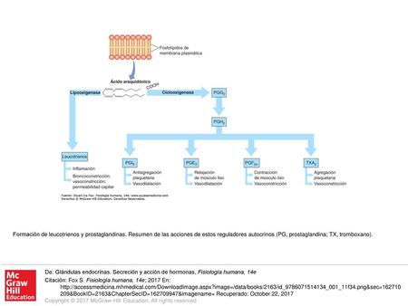 Formación de leucotrienos y prostaglandinas