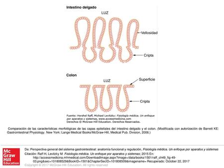 Comparación de las características morfológicas de las capas epiteliales del intestino delgado y el colon. (Modificada con autorización de Barrett KE: